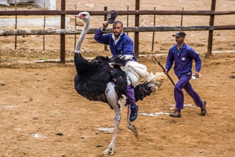 Ostrich race