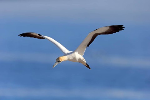 Cape Gannet