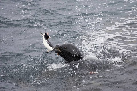 Southern south american sea lion