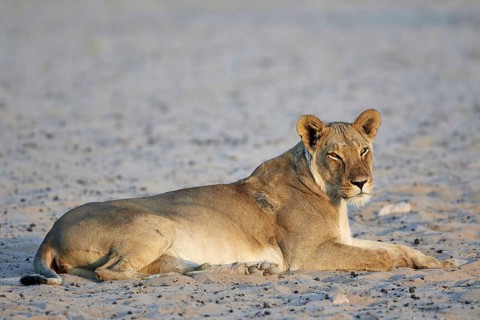 Transalvaal Lion