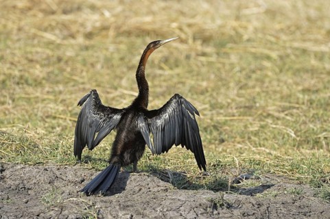 African darter