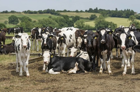 Domestic cattle