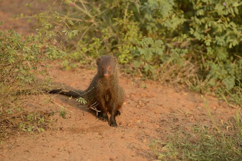 Indian red mongoose