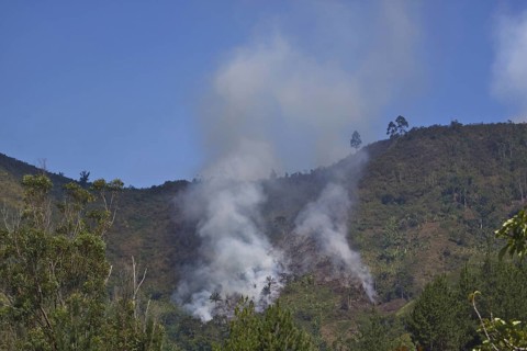 Burning Forest