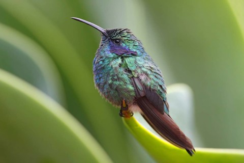 Green Violet-ear