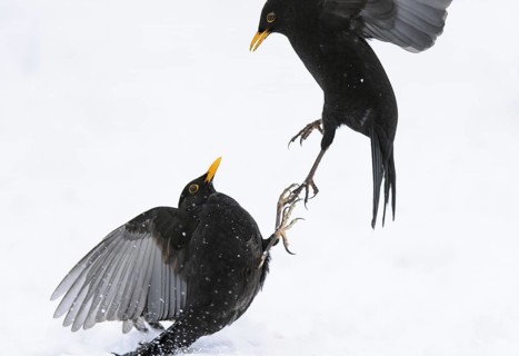 European Blackbird
