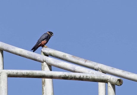 Bat Falcon