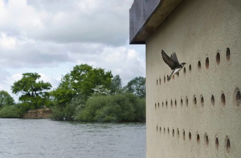 Sand Martin