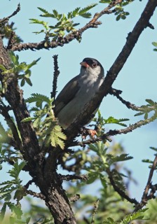 Bush Blackcap