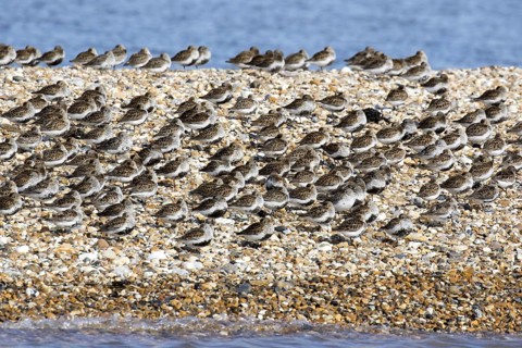 Dunlin flock in summer plumage on pebble spit on Scolt Head Island