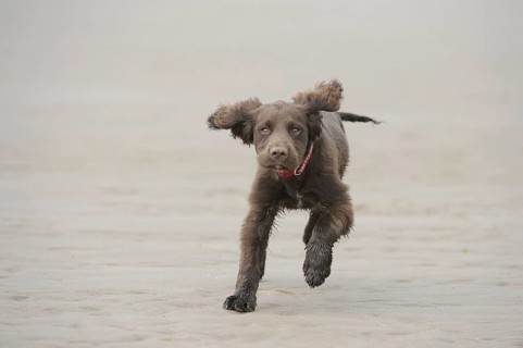 English Cocker Spaniel