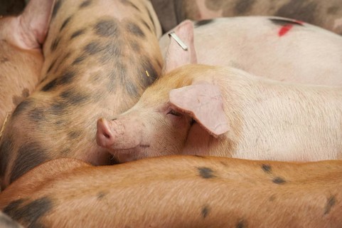 Domestic pig