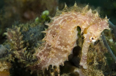 Thorny seahorse