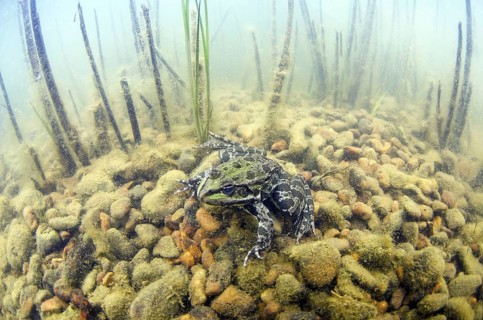 Marsh Frog