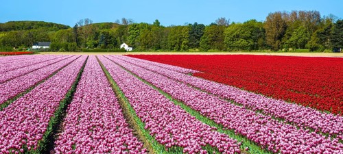 Flowering tulip fields
