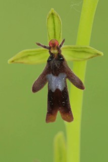 Detail and figure of fly orchid