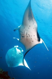 Manta ray