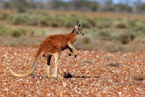 Red kangaroo