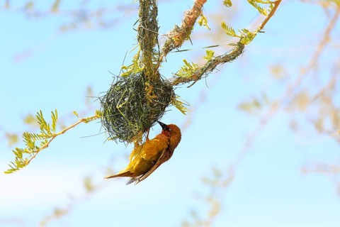 Cape Weaver