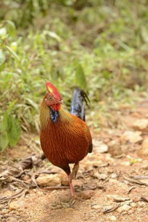 Gallus lafayettii