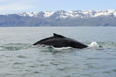Humpback whale