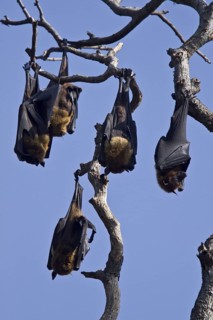 Indian Giant Flying Fox