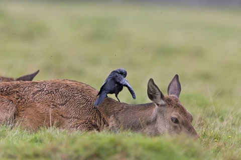 Red deer