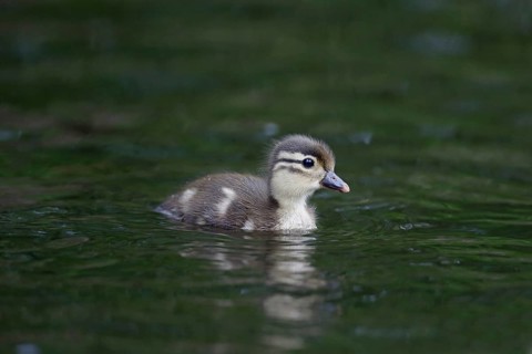 Mandarin Duck