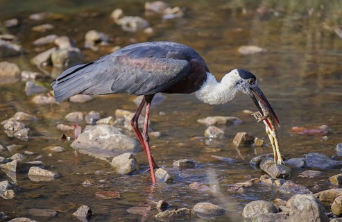 Woolly-necked Stork