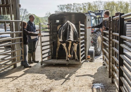 Cattle market