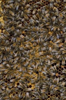 Western honey bee