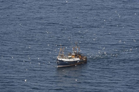 Northern Gannet