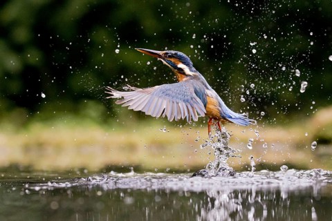 Common Kingfisher