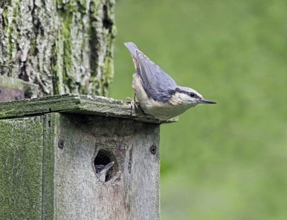 Eurasian eurasian nuthatch