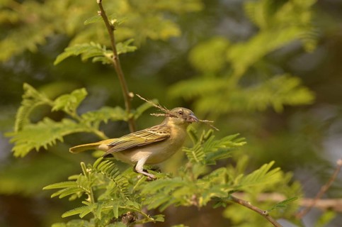 Southern masked weaver