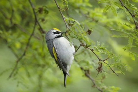 Golden-winged Warbler