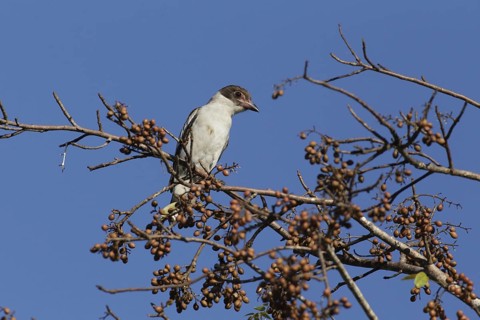 Masked Tityra