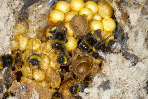 Buff-tailed Bumblebee
