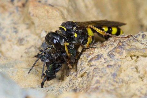 Field Digger Wasp