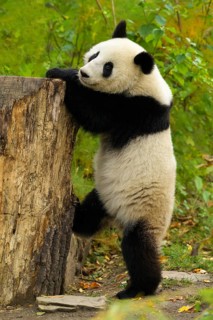 Giant Panda