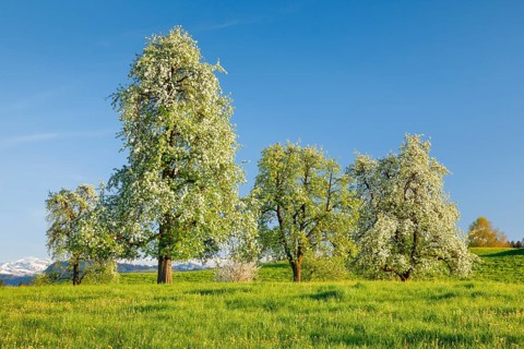 Blossoming pear trees in spring in flowering meadow