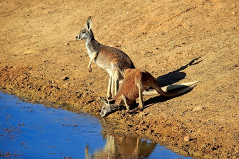 Red kangaroo
