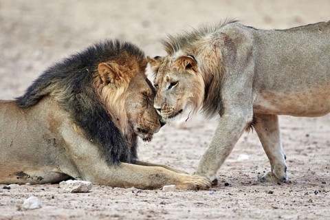 Transalvaal Lion
