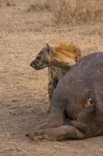 Spotted hyena