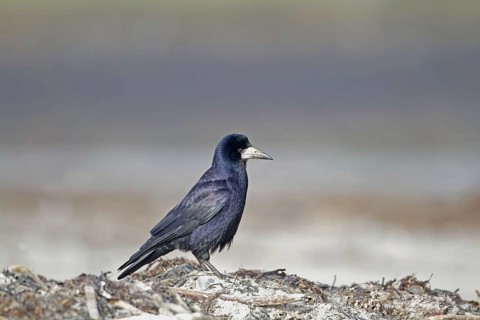 Rook