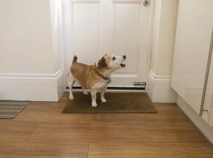 Jack Russell Terrier