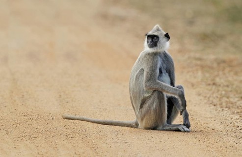 Tufted Grey Langur