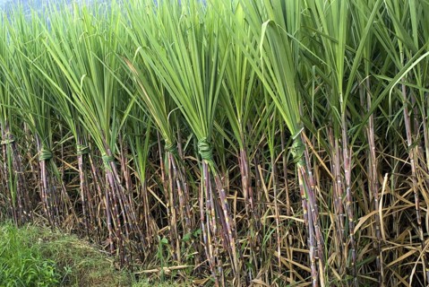 Sugar cane