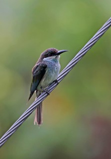 Blue-throated Bee-eater