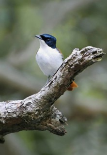 Shining Flycatcher